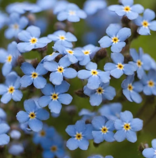 Brass and Forget-me-nots
